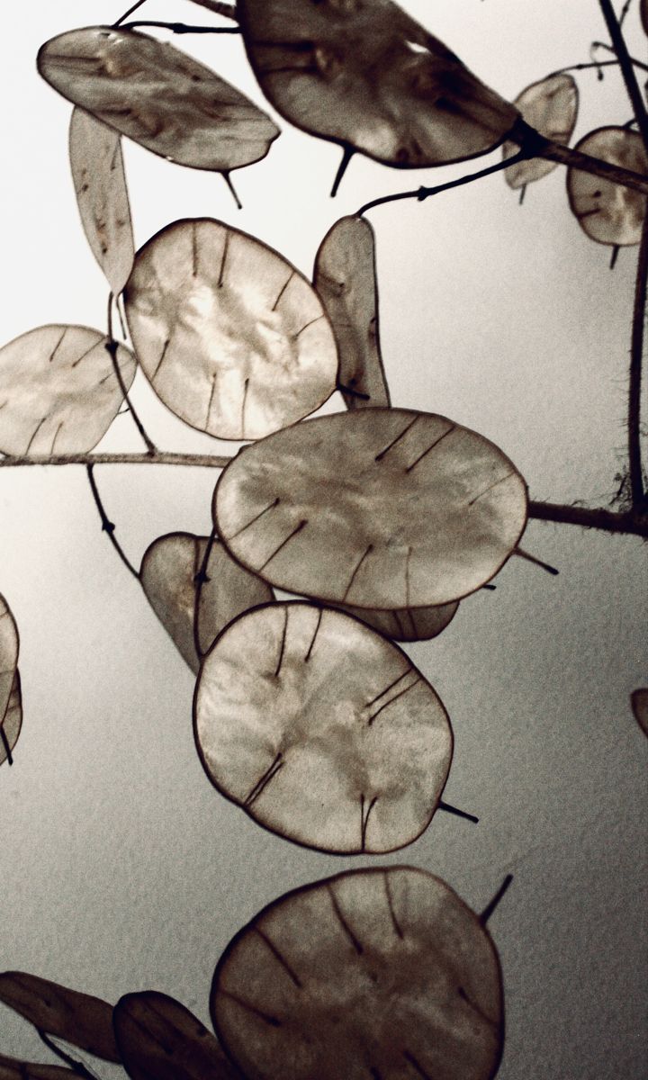 Loremo Duftnote Essenz Mohn